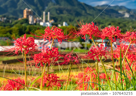 [Saitama Prefecture] Chichibu in autumn, Terasaka rice terraces in full bloom with red spider lilies 107643255