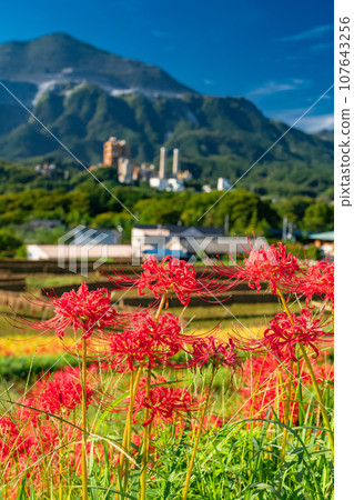 [Saitama Prefecture] Chichibu in autumn, Terasaka rice terraces in full bloom with red spider lilies 107643256