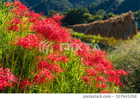 [Saitama Prefecture] Chichibu in autumn, Terasaka rice terraces in full bloom with red spider lilies 107643268