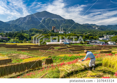 [Saitama Prefecture] Chichibu in autumn, Terasaka rice terraces in full bloom with red spider lilies 107643314