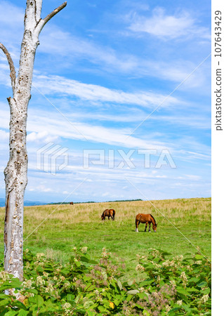 Hokkaido horse grazing 107643429