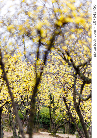 蠟梅花盛開 | 垂直位置 107643450