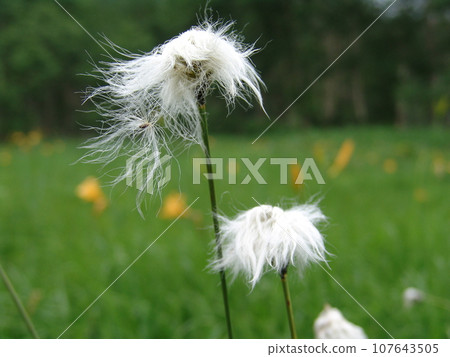 白毛羊鬍子草 白毛羊鬍子草 107643505