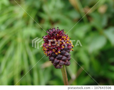 一朵花的特寫 107643506