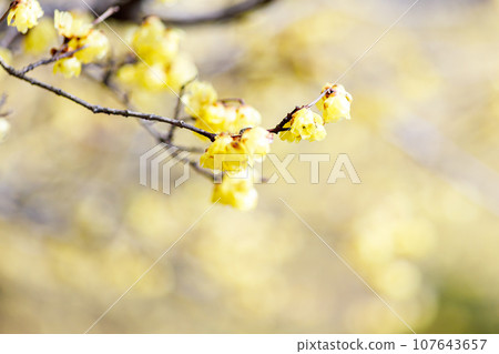 蠟梅和模糊的特寫 蠟梅和模糊的特寫 107643657