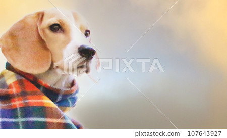 Beagle dog with muffler Beagle dog with muffler 107643927