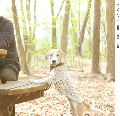 Beagle dog taking a walk break in a park with fallen leaves Beagle dog taking a walk break in a park with fallen leaves 107643945