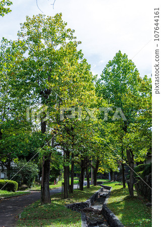 A promenade in a residential area in Nara that gives you the feeling of deepening autumn. Lines of plane trees that are starting to change color➃ 107644161