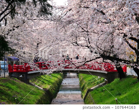 Fukaya Station, near Takimiya Shrine, Karasawa River cherry blossoms and easy bridge Fukaya Station, near Takimiya Shrine, Karasawa River cherry blossoms and easy bridge 107644163