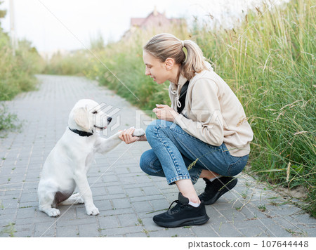 Puppy labrador retriever and young girl 107644448