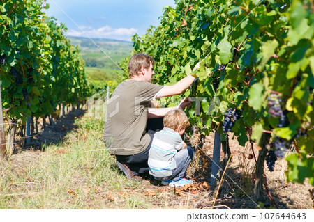 Winemaker, wine grower or grape picker and child with ripe blue grapes on grapevin. Man and son harvesting. Mosel Rhine in Germany. Family making delicious red wine. German Rheingau region. Winemaker, wine grower or grape picker and child with ripe blue grapes on grapevin. Man and son harvesting. Mosel Rhine in Germany. Family making delicious red wine. German Rheingau region. 107644643