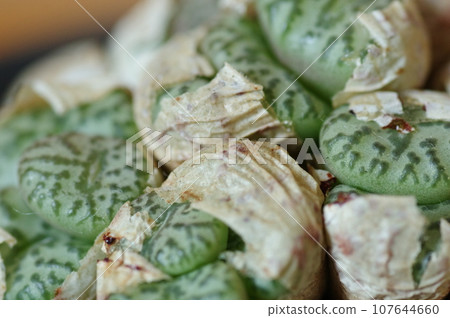 Conophytum mundum moulting 107644660