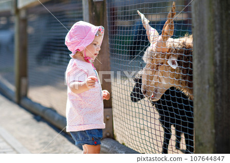 Adorable cute toddler girl feeding little goats and sheeps on a kids farm. Beautiful baby child petting animals in petting zoo. Excited and happy girl on family weekend. Adorable cute toddler girl feeding little goats and sheeps on a kids farm. Beautiful baby child petting animals in petting zoo. Excited and happy girl on family weekend. 107644847