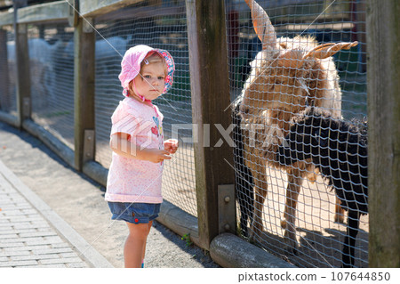 Adorable cute toddler girl feeding little goats and sheeps on a kids farm. Beautiful baby child petting animals in petting zoo. Excited and happy girl on family weekend. Adorable cute toddler girl feeding little goats and sheeps on a kids farm. Beautiful baby child petting animals in petting zoo. Excited and happy girl on family weekend. 107644850