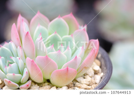 七福石蓮花 七福石蓮花 107644913