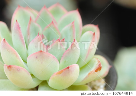 石蓮花 107644914