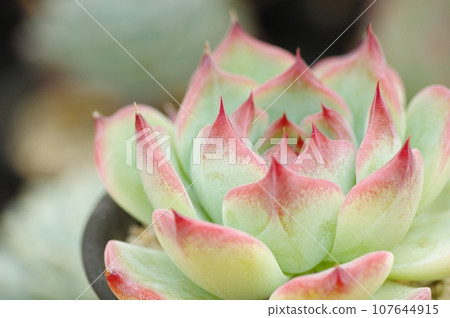 Echeveria chihuahuaensis 紅寶石閃光 107644915