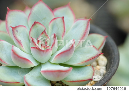 石蓮花 107644916