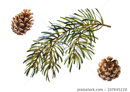 Watercolor Christmas set of fir branch and cones. Hand painted holiday elements with winter plants isolated on white background. Floral illustration for design, print, fabric or background. 107645228