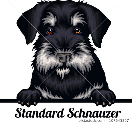 Standard Schnauzer - Color Peeking Dogs - breed face head isolated on white 107645267