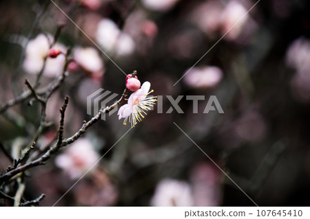 Saga Shakado Plum Saga Shakado Plum 107645410