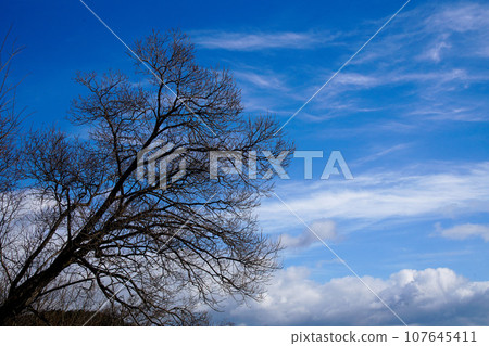 Dead trees and blue sky at Hirosawa Pond Dead trees and blue sky at Hirosawa Pond 107645411