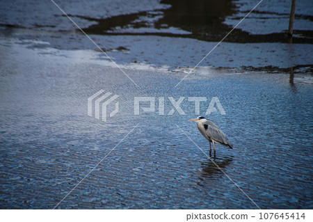 Hirosawa Pond and heron in winter Hirosawa Pond and heron in winter 107645414