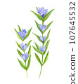 Gentian flower watercolor illustration 107645532