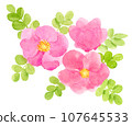Watercolor illustration of Hermanus flower 107645533