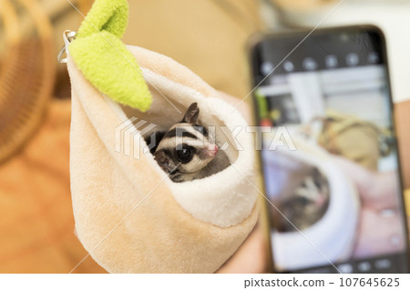 A woman taking a picture of a flying squirrel with a smartphone A woman taking a picture of a flying squirrel with a smartphone 107645625
