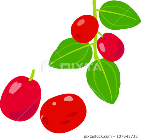 Jujube fruit growing on a branch Jujube fruit growing on a branch 107645738