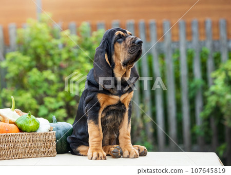 Adorable bloodhound puppy sitting on a table outdoors under sunlight Adorable bloodhound puppy sitting on a table outdoors under sunlight 107645819