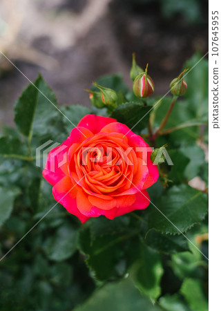 Flower of the climbing rose Antique in the garden in summer Flower of the climbing rose Antique in the garden in summer 107645955