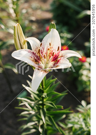 White with red speckled lily flowers Triabal Kiss in the summer in the garden White with red speckled lily flowers Triabal Kiss in the summer in the garden 107645956
