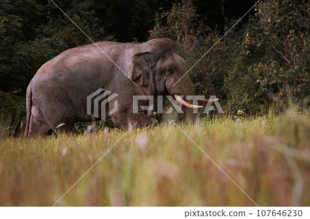 beautiful of male elephant with ivory in khaoyai national park ,khao yai is one of most important wildlife habitat in south east asia 107646230