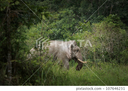 beautiful of male elephant with ivory in khaoyai national park ,khao yai is one of most important wildlife habitat in south east asia 107646231