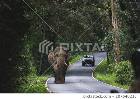 wild elephant walking on mountain road of khao yai national park khaoyai is one of most important natural sanctuary in south east asia wild elephant walking on mountain road of khao yai national park khaoyai is one of most important natural sanctuary in south east asia 107646235
