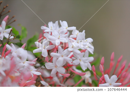 羽衣茉莉 (Hagoromo Jasmine) 花 羽衣茉莉 (Hagoromo Jasmine) 花 107646444