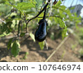 eggplant  107646974