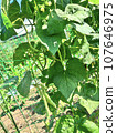 Field 107646975