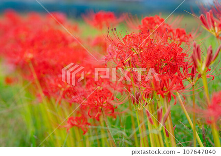 [Autumn material] Red spider lily on the ridge [Nagano Prefecture] 107647040
