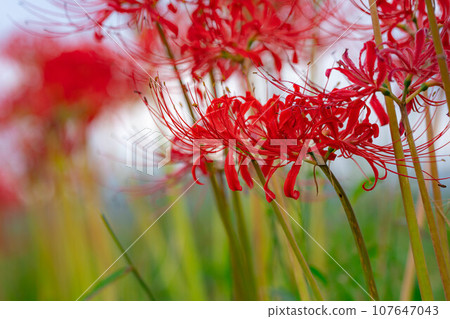 [Autumn material] Red spider lily on the ridge [Nagano Prefecture] 107647043
