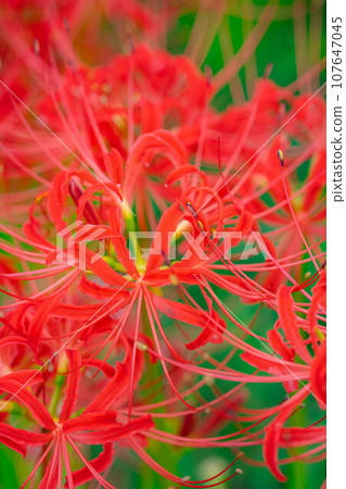 [Autumn material] Red spider lily on the ridge [Nagano Prefecture] 107647045