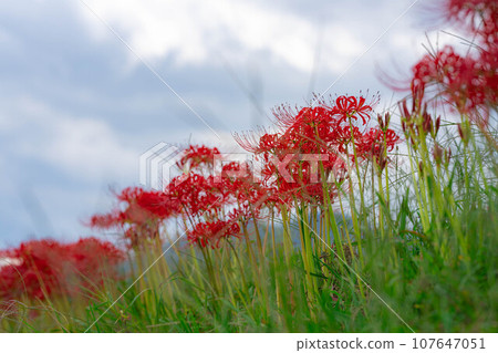 [Autumn material] Red spider lily on the ridge [Nagano Prefecture] 107647051