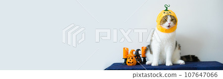 web banner close up scottish cat with wearing pumpkin halloween concept 107647066
