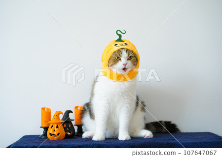 close up scottish cat with wearing pumpkin halloween concept 107647067