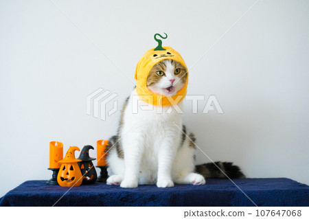 close up scottish cat with wearing pumpkin halloween concept 107647068