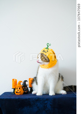 close up scottish cat with wearing pumpkin halloween concept 107647069