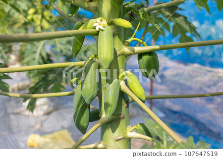 The trunk of papaya is thick The trunk of papaya is thick 107647519