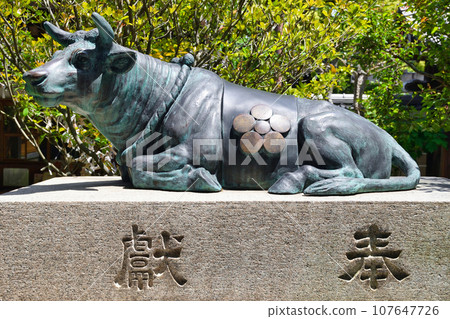 Cows at Sugawarain Tenmangu Shrine (Kamigyo Ward, Kyoto City) 107647726